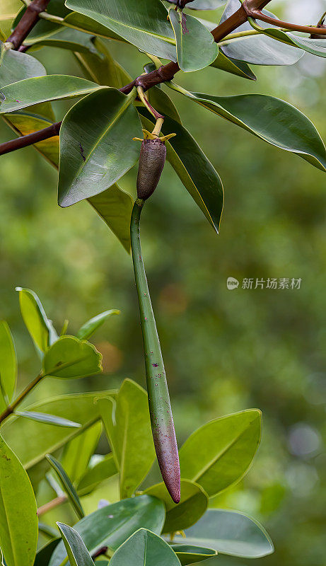 红红树，Rhizophora mangle，伊丽莎白湾;伊莎贝拉岛;Albermarle岛;加拉帕戈斯群岛;加拉帕戈斯群岛;厄瓜多尔。Rhizophoraceae。种子。